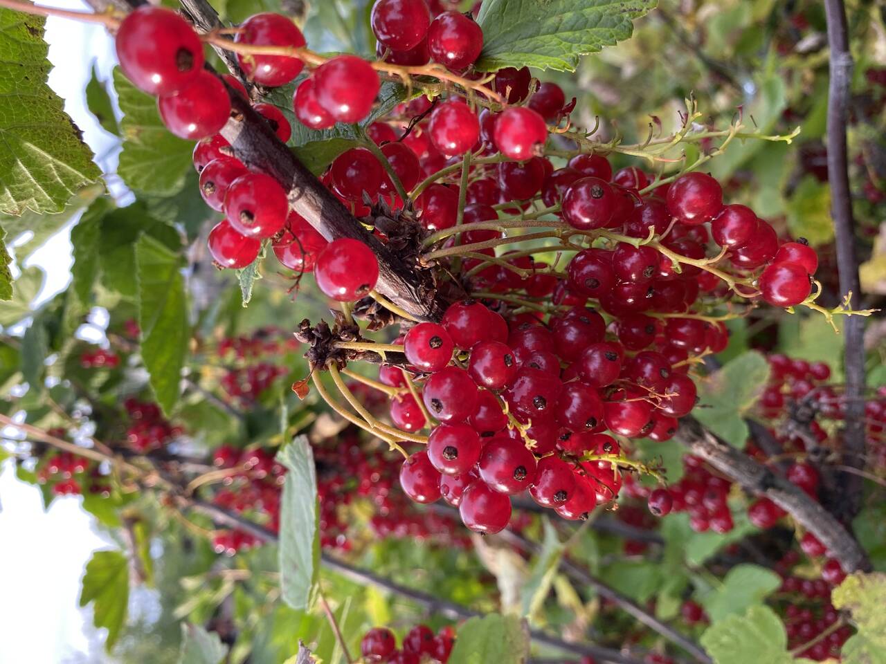 Изображение владельца объявления