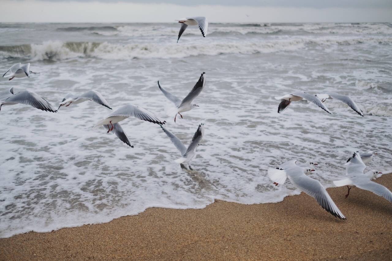 Изображение владельца объявления