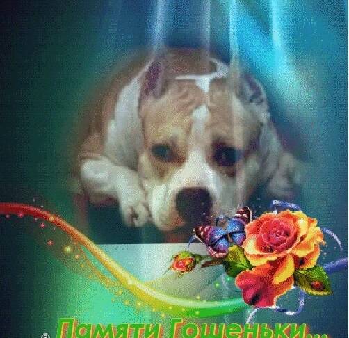 Изображение владельца объявления