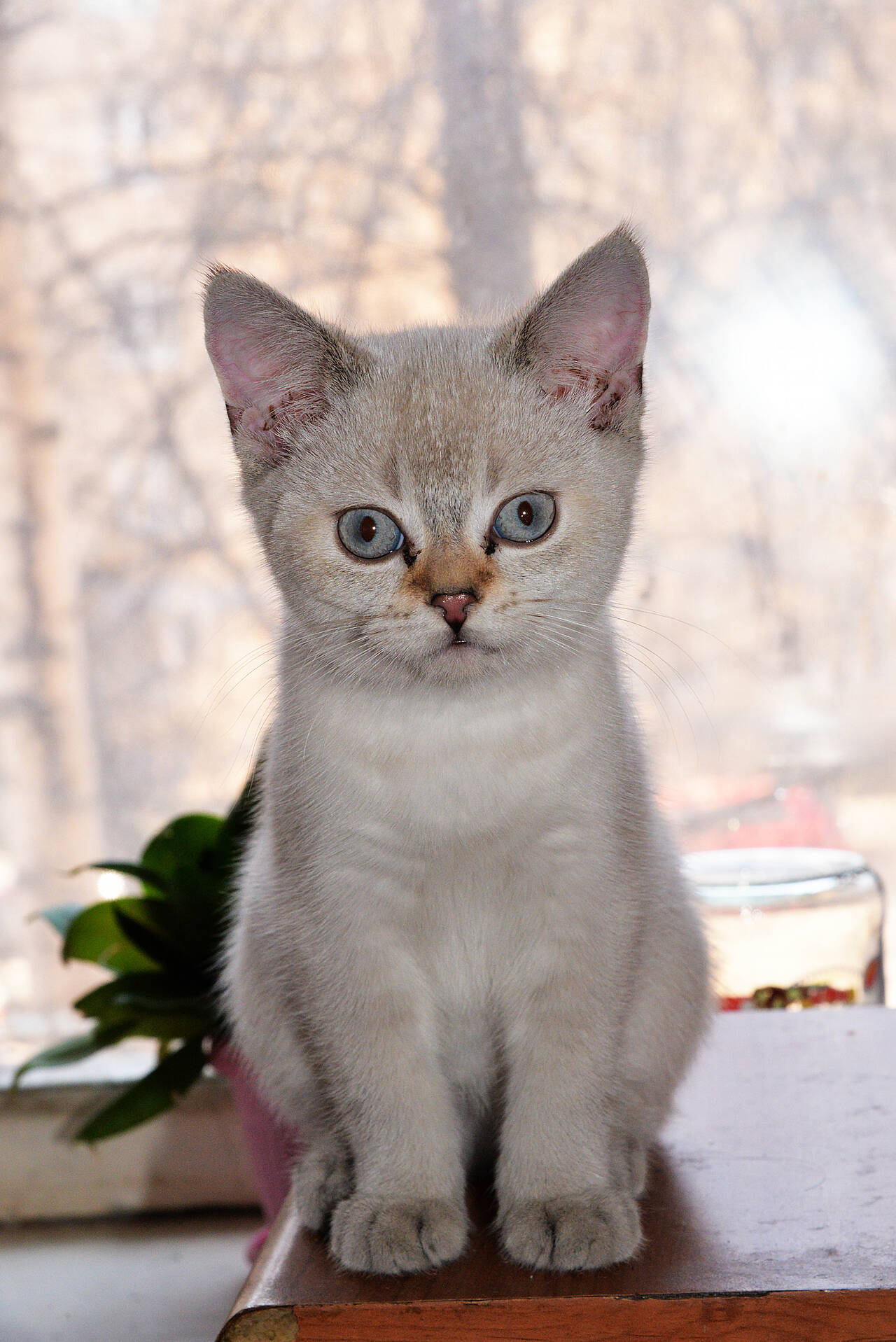 Изображение владельца объявления